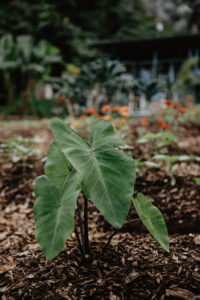 Kalo Leaves